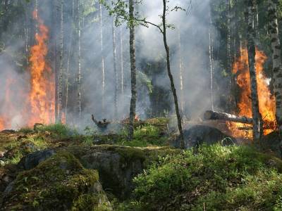 Consejos para prevenir los incendios forestarles | Mujer y MADRE hoy