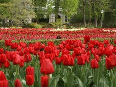 El Real Jardín Botánico de Madrid: más de 270 años de historia, ciencia y biodiversidad