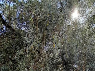 Del viajero al escribano_1