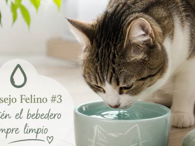 Consejo Felino Mantén el bebedero siempre limpio