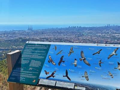 Observado la migración desde el Puig Castellar