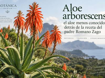 Aloe arborescens: propiedades, diferencias y Romano Zago