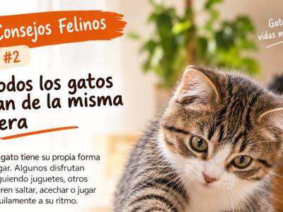 Consejo Felino #2 - No todos los gatos juegan de la misma manera