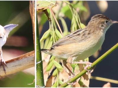 Tres habitantes de la vegetación ruderal: curruca zarcera, buitrón y papamoscas cerrojillo