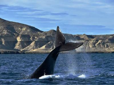 Cuándo viajar a Puerto Madryn: Calendario de Ballenas y Pingüinos