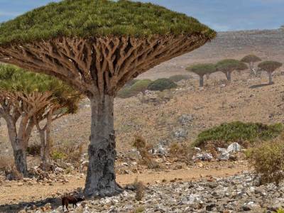Socotra, la isla donde crecen los árboles de sangre de dragón