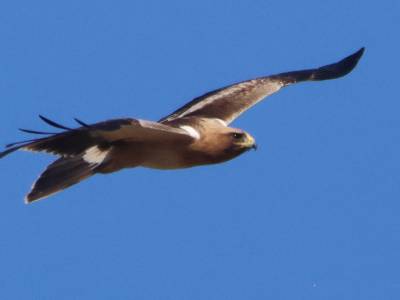 Fotobirding en Sant Adrià de Besòs