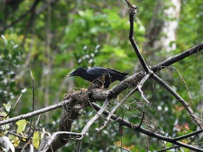El cuervo de Nueva Caledonia: el ave que fabrica sus propias herramientas