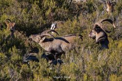 Ver celo de las cabras montesas, Sierra de Francia, Salamanca