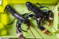 Bogavante AAZUL